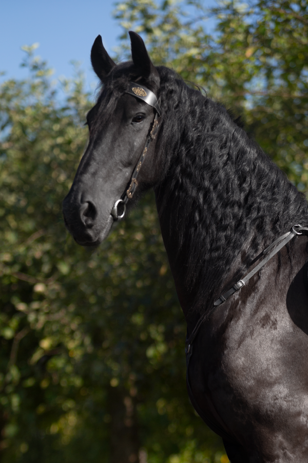 fotografia koni, sesja z koniem, ozdobne ogłowie