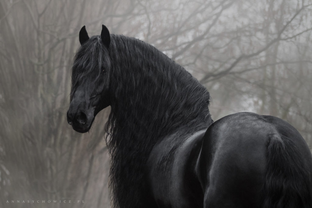Fotografia koni, konie fryzyjskie, zdjęcia fryzów