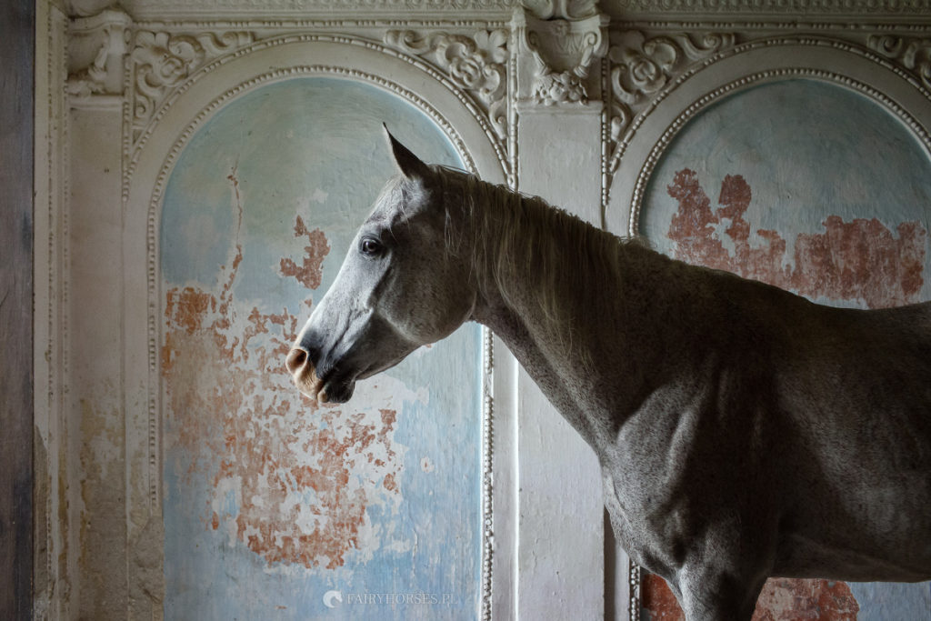 Fotografia koni, sesja z koniem