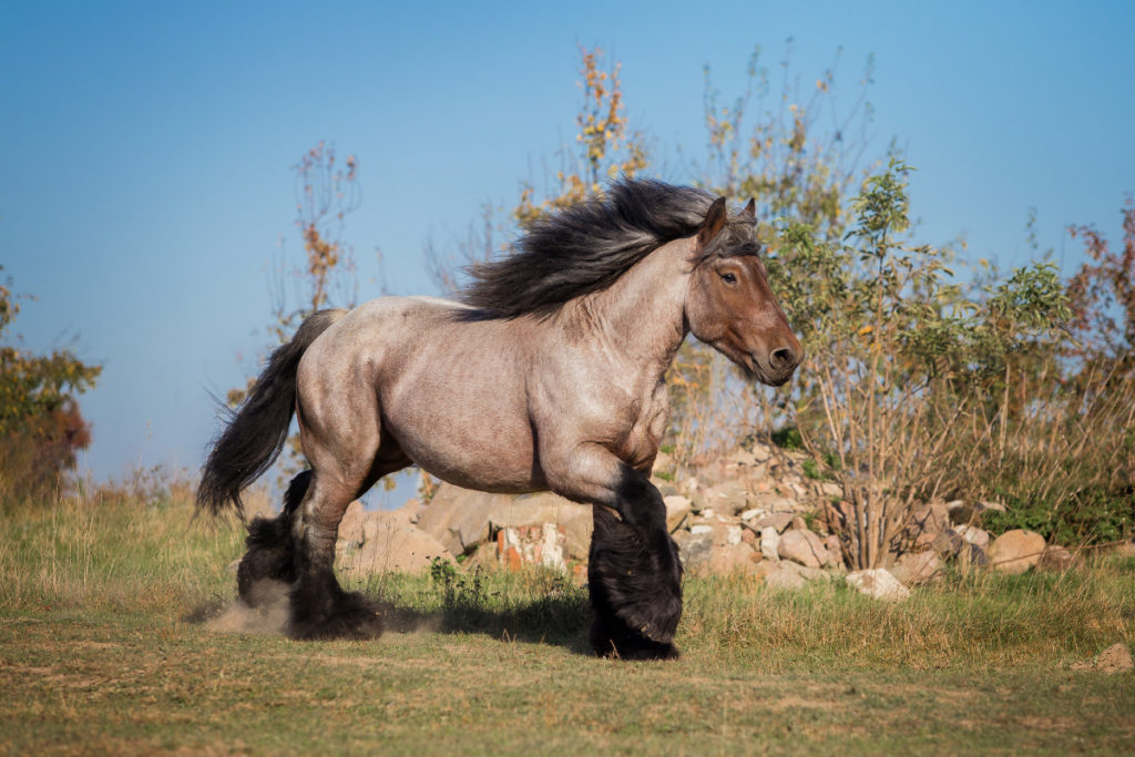 Fotografia jeździecka | Galeria najlepszych zdjęć koni. Zdjęcia Koni w galopie, portrety koni. Konie fryzyjskie, shire, tinkery, gypsy, andaluzy, araby i wiele innych.