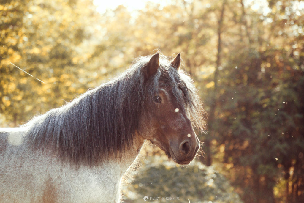 Fotografia jeździecka | Galeria najlepszych zdjęć koni. Zdjęcia Koni w galopie, portrety koni. Konie fryzyjskie, shire, tinkery, gypsy, andaluzy, araby i wiele innych.