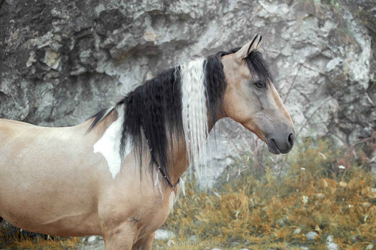 Fairy Horses - Stylizowane sesje zdjęciowe z końmi