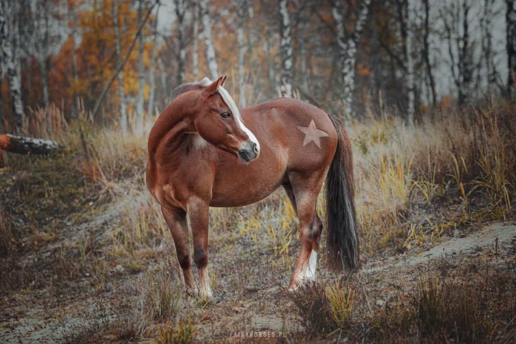 Fotografia koni, zdjęcia koni