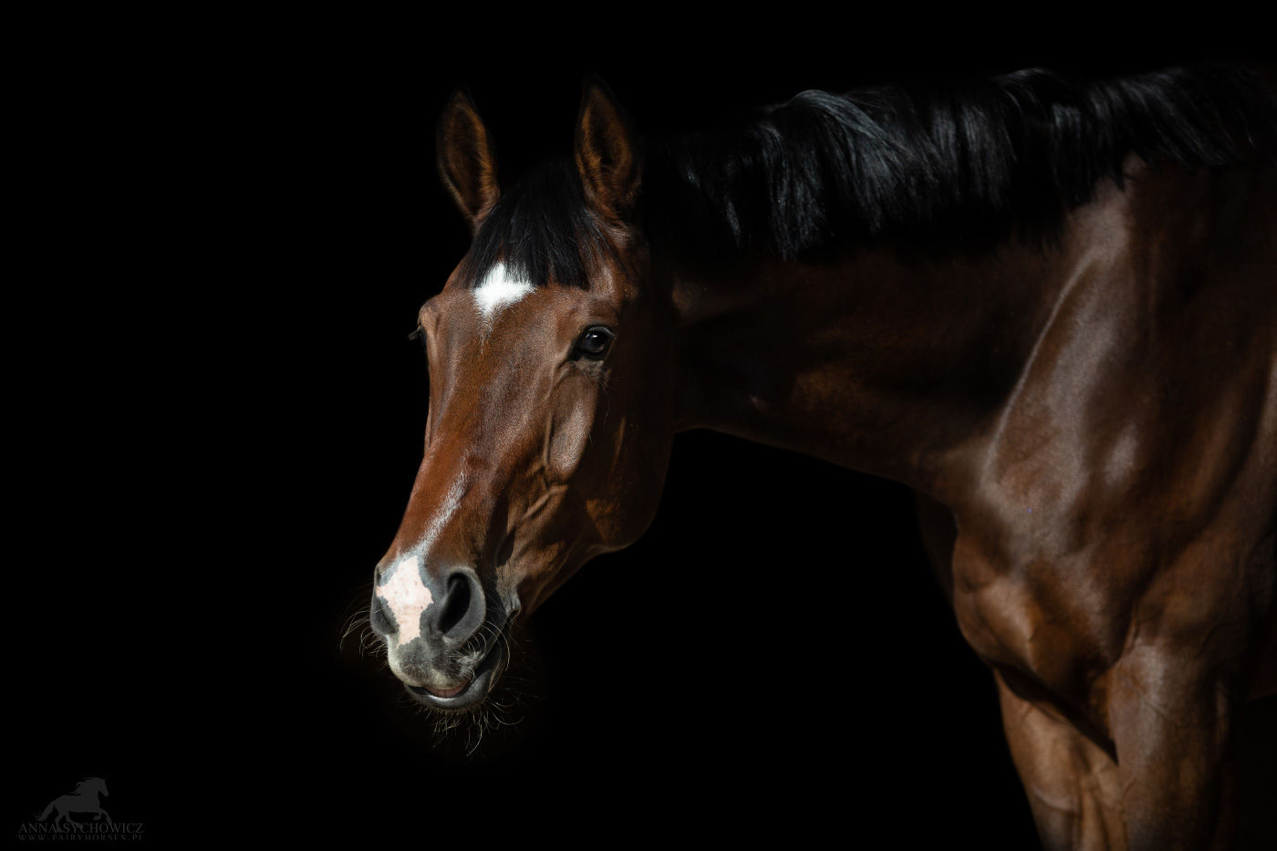 Fotografia koni, zdjęcia koni na czarnym tle