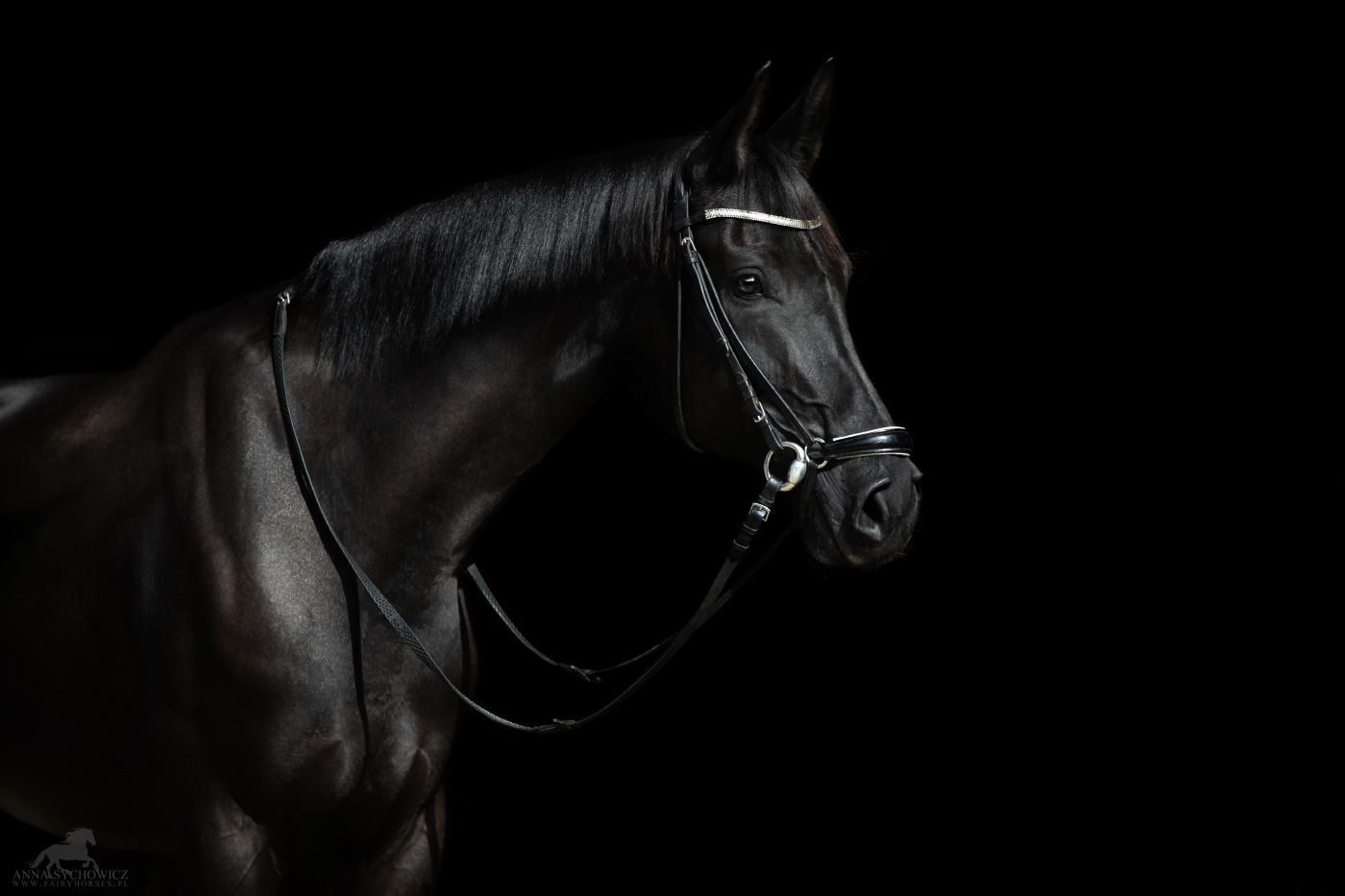 Fotografia koni, zdjęcia koni na czarnym tle