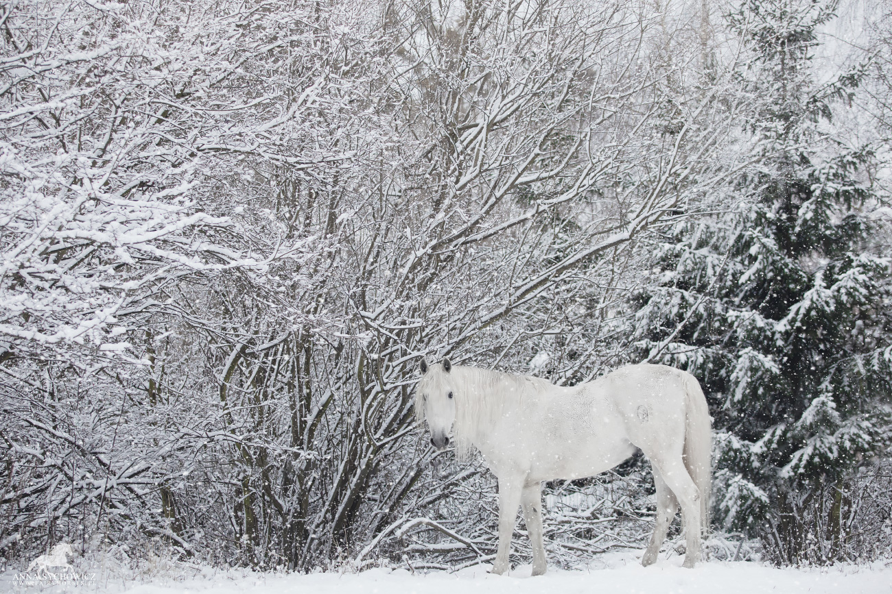 Zimowe zdjęcia koni, fotografia koni zimą