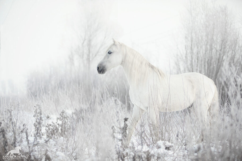 Zimowe zdjęcia koni, fotografia koni zimą
