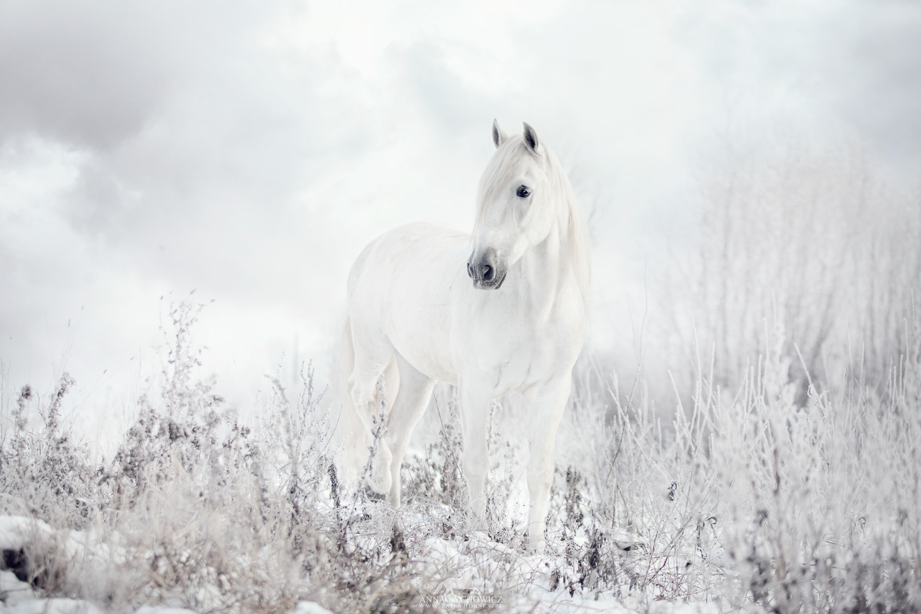 Fairy Horses - Stylizowane sesje zdjęciowe z końmi
