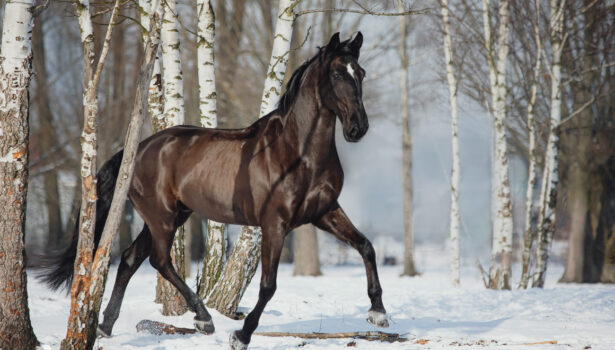 Hilariante – koń rasy lusitano