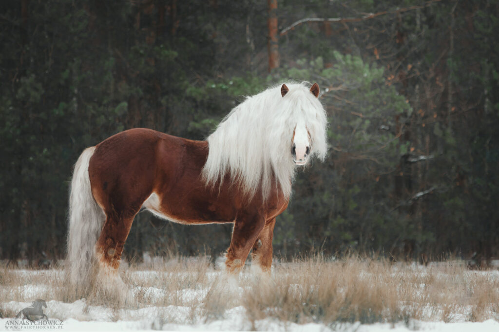 Baśniowa sesja z koniem, fotografia koni, zdjęcia koni