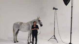 Siwy na planie zdjęciowym – wynajem konia do sesji reklamowej
